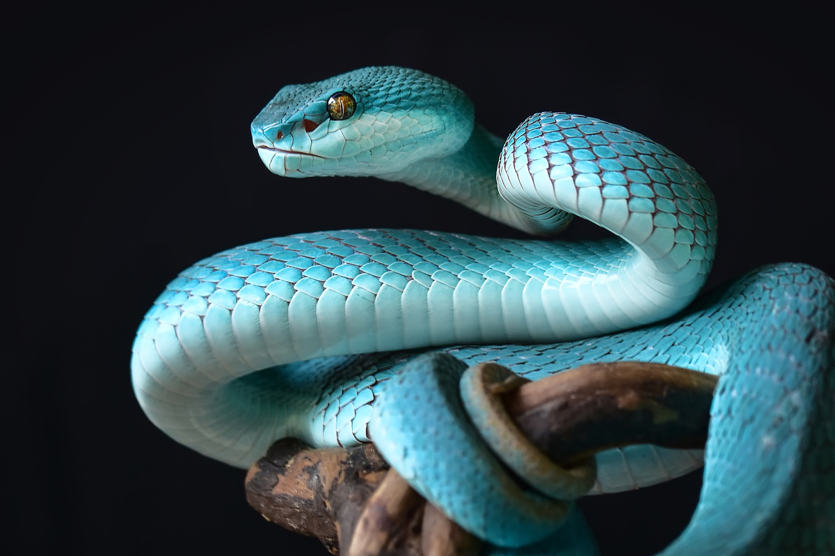 Sonhar com cobra dando bote: preta, verde, marrom, cascavel e mais!