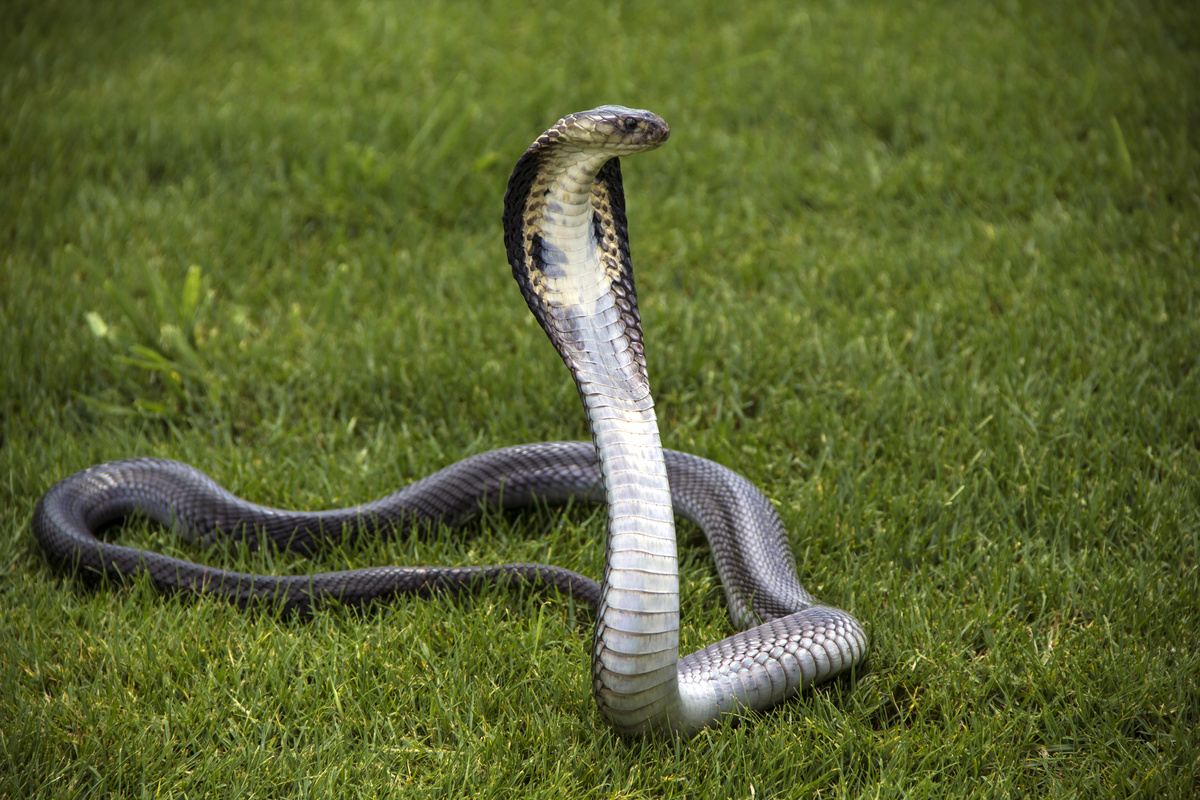 Significado de sonhar com cobra naja. Veja se há o que temer