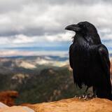 Sonhar com corvo: preto, branco, filhote, voando, grasnando, e outros!