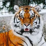 O que significa sonhar com tigre? Branco, preto, de bengala e mais!