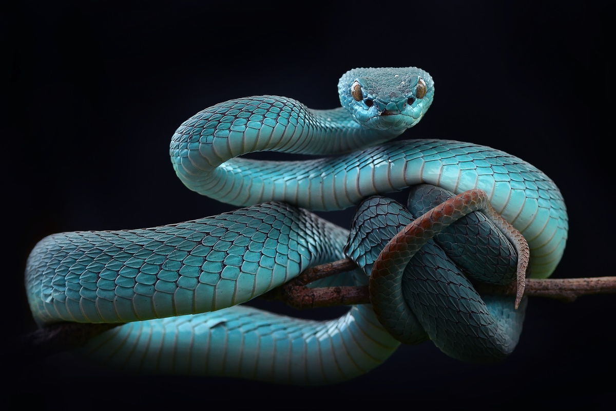 Sonhar com Cobra Azul: O que significa?