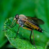 Sonhar com mosquito: muitos mosquitos, pernilongo, varejeira e mais!