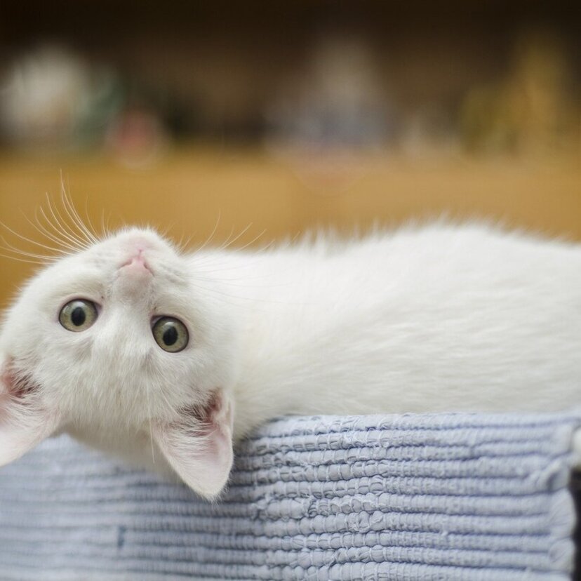 Sonhar com filhote de gato: Preto, branco, amarelo, cinza e mais!