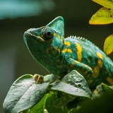Sonhar com camaleão: verde, vermelho, amarelo, azul, colorido e mais!