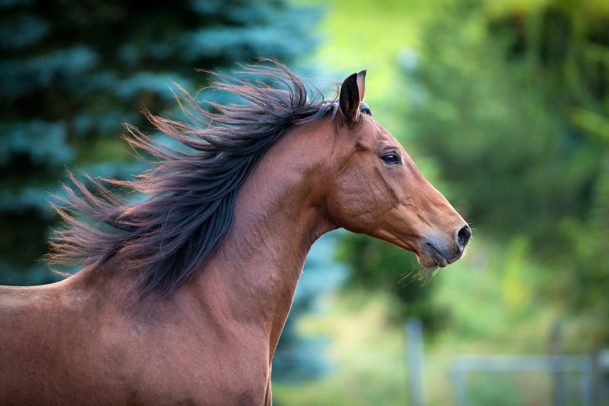 Sonhos Significado: sonhar com Cavalo bravo