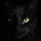 Sonhar com gato preto: Filhote, assustado, atacando, matando e mais!