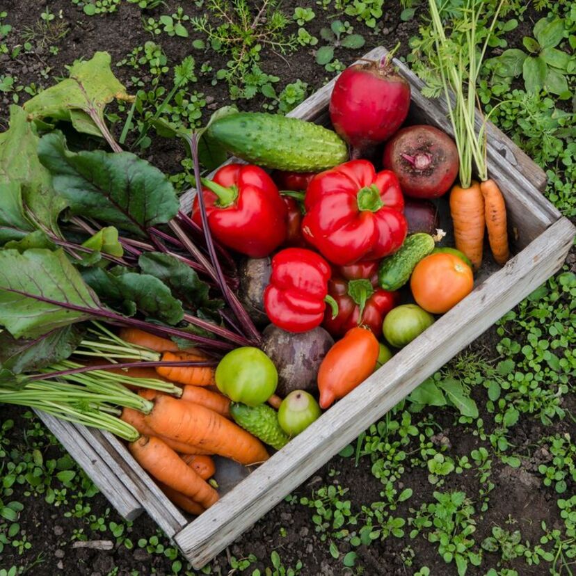Sonhar com horta: verde, farta, com verduras, alface e outras formas!