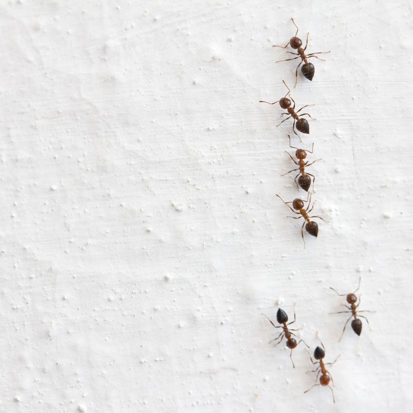 Formigas em casa: significado espiritual, simbologia, dicas e mais!