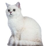 Sonhar com gato branco: Pequeno, filhote, molhado, mordendo e mais!