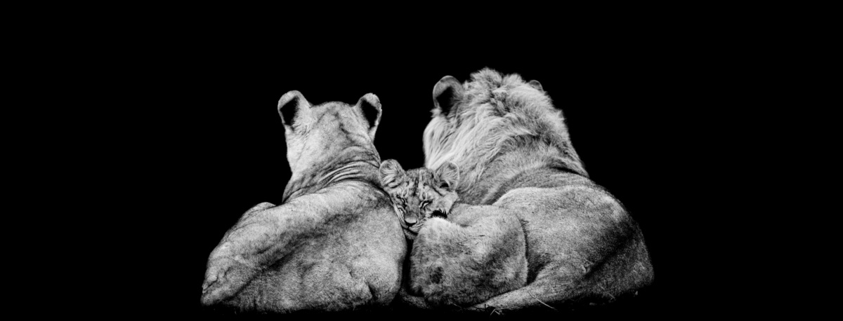 Casal de leões com um filhote.