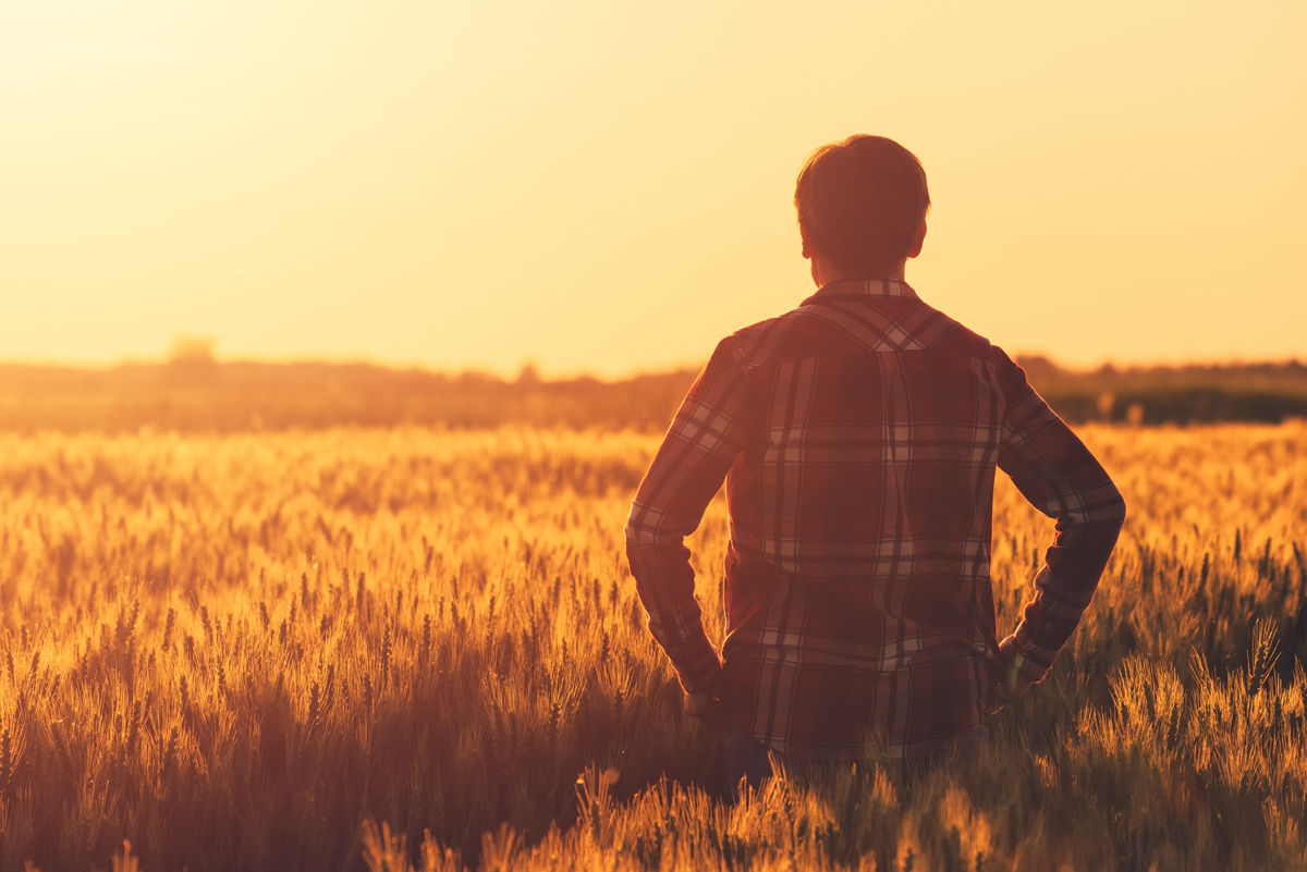Homem de costas em meio a campo com plantações, durante pôr do sol.