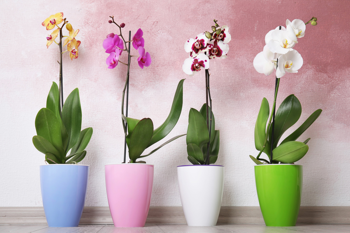 Quatro vasos enfileirados com orquídeas de diversas cores.