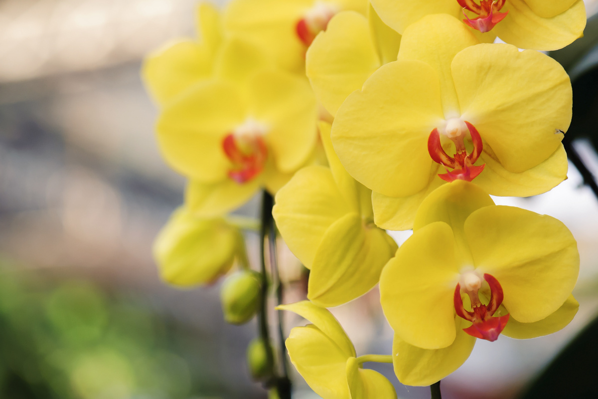 Orquídeas amarelas.