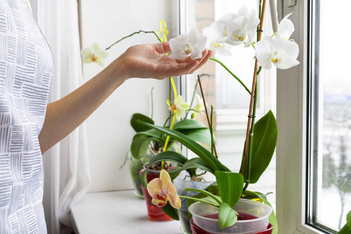Mão feminina tocando em orquídeas brancas.