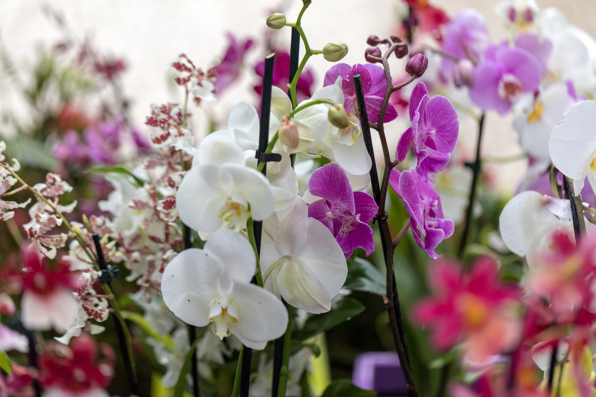 Campo de orquídeas de diversas cores.