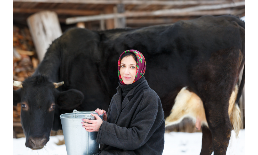 Mulher tirando leite de uma vaca preta.