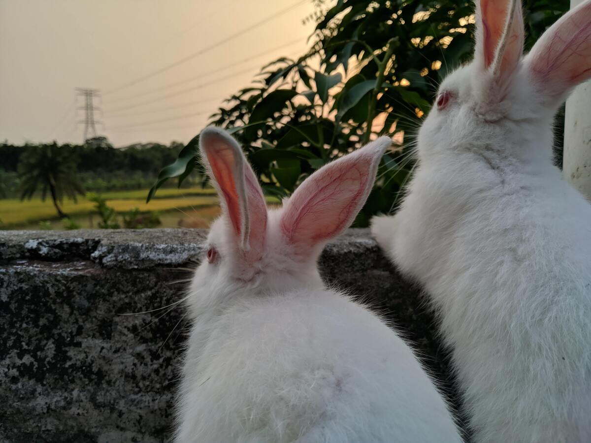 Dois coelhos apoiados em um pedaço de pedra.