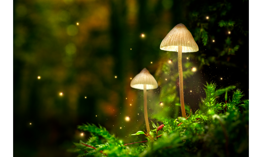 Ilustração de cogumelos brilhantes em uma floresta.