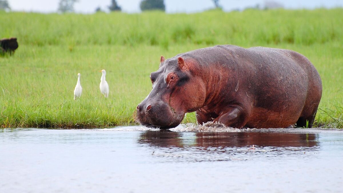 Hipopótamo bebendo água.