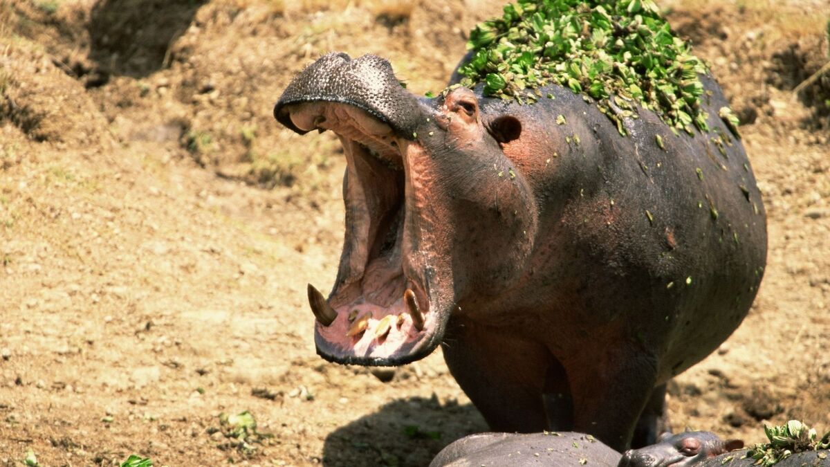 Hipopótamo com a boca aberta.