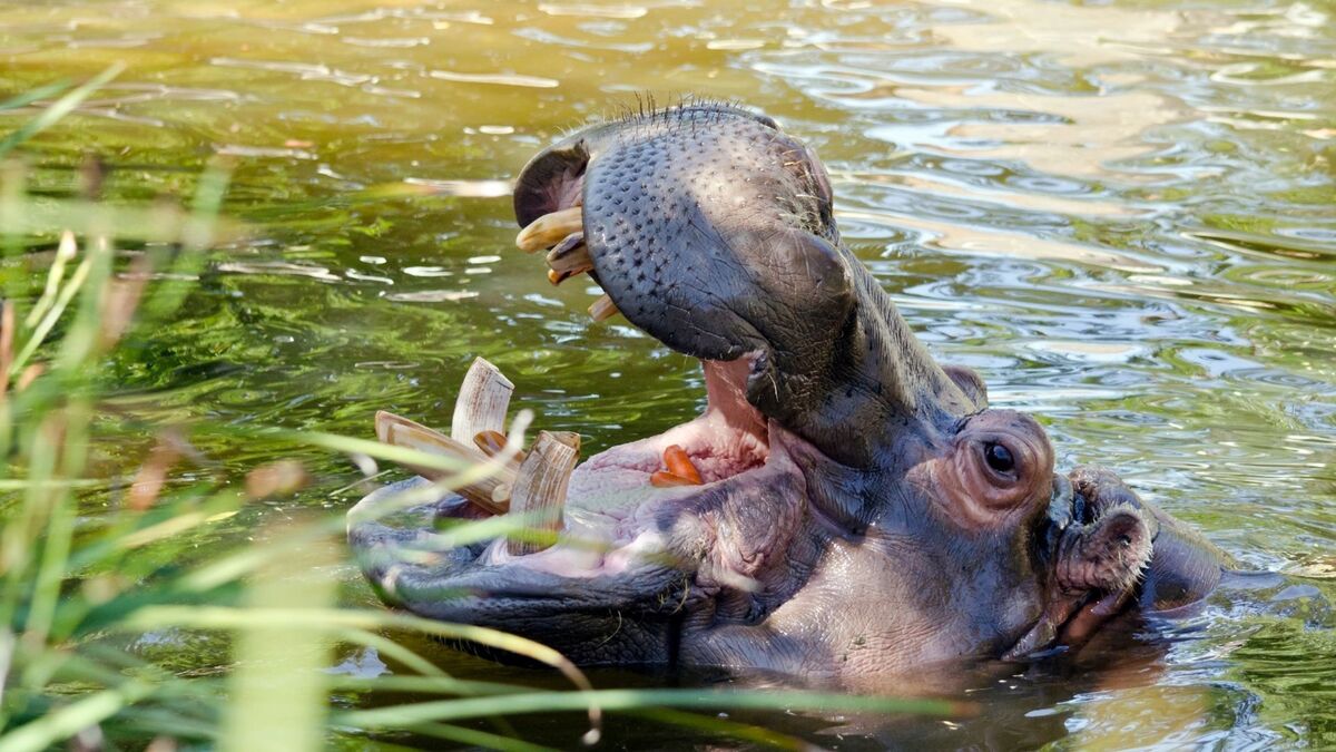 Hipopótamo com a cabeça fora da água.
