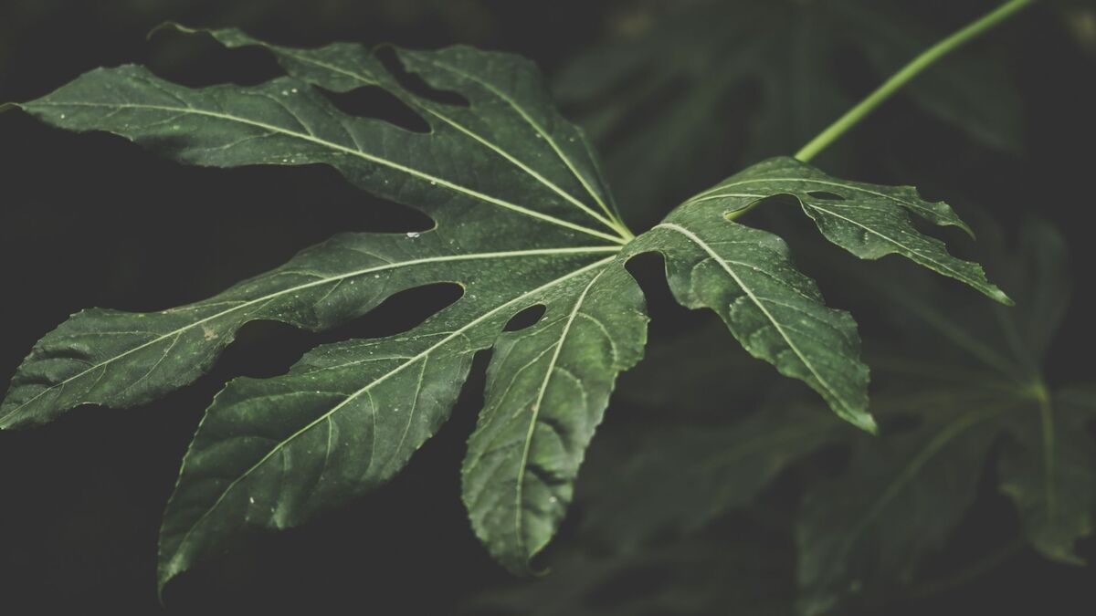 Uma folha de uma planta verde.