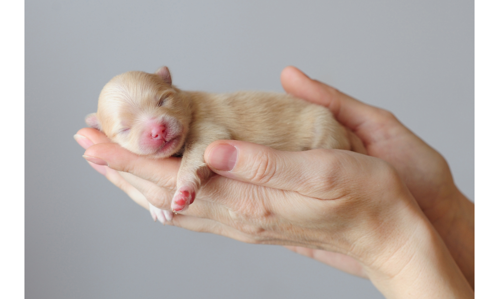 Filhote de cachorro recém-nascido na mão de uma pessoa.