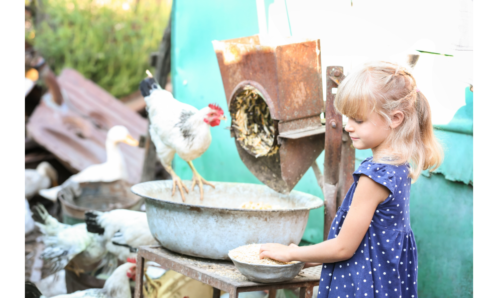 Menina alimentando galo e galinhas.