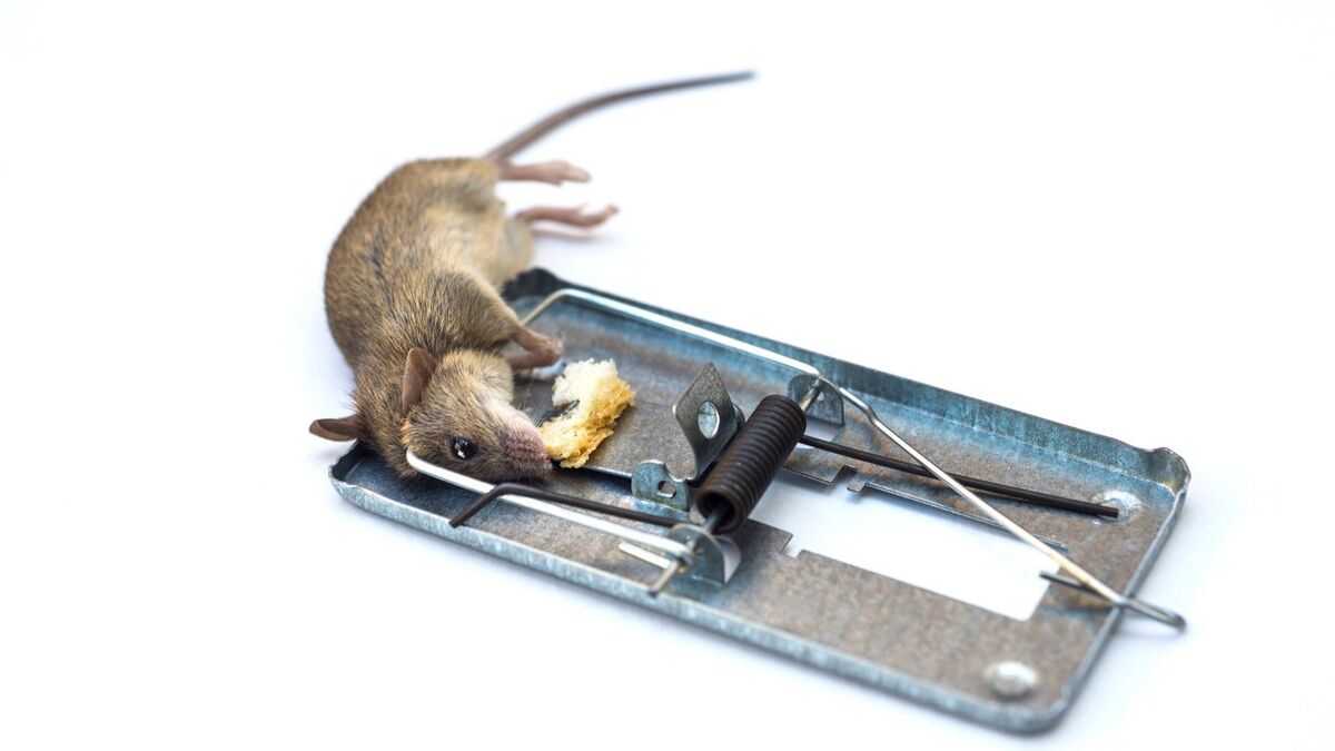 Rato morto por ratoeira.