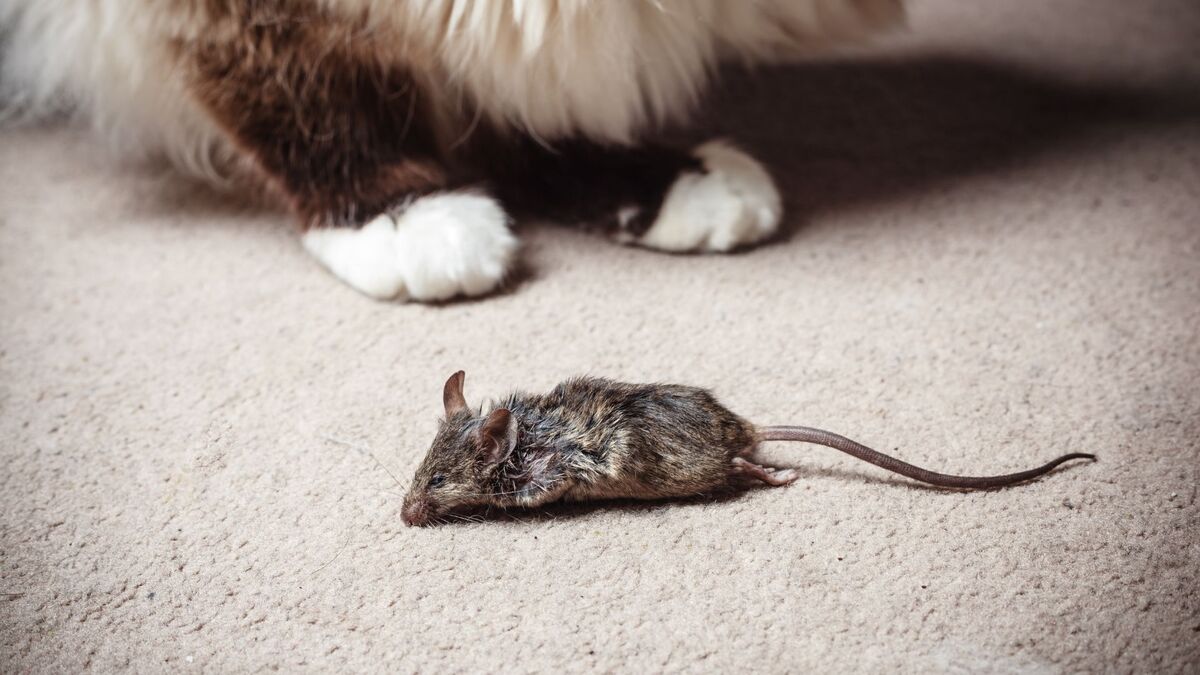 Gato com rato morto.