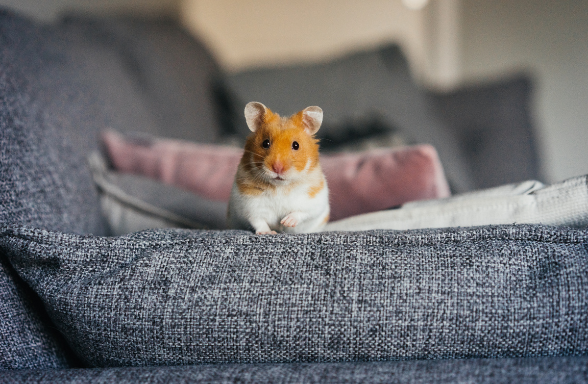 Hamster com manchas laranjas em cima de sofá cinza.