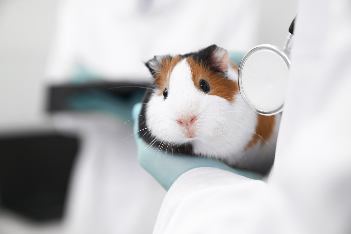 Hamster sendo segurado por veterinário com luvas cirúrgicas.