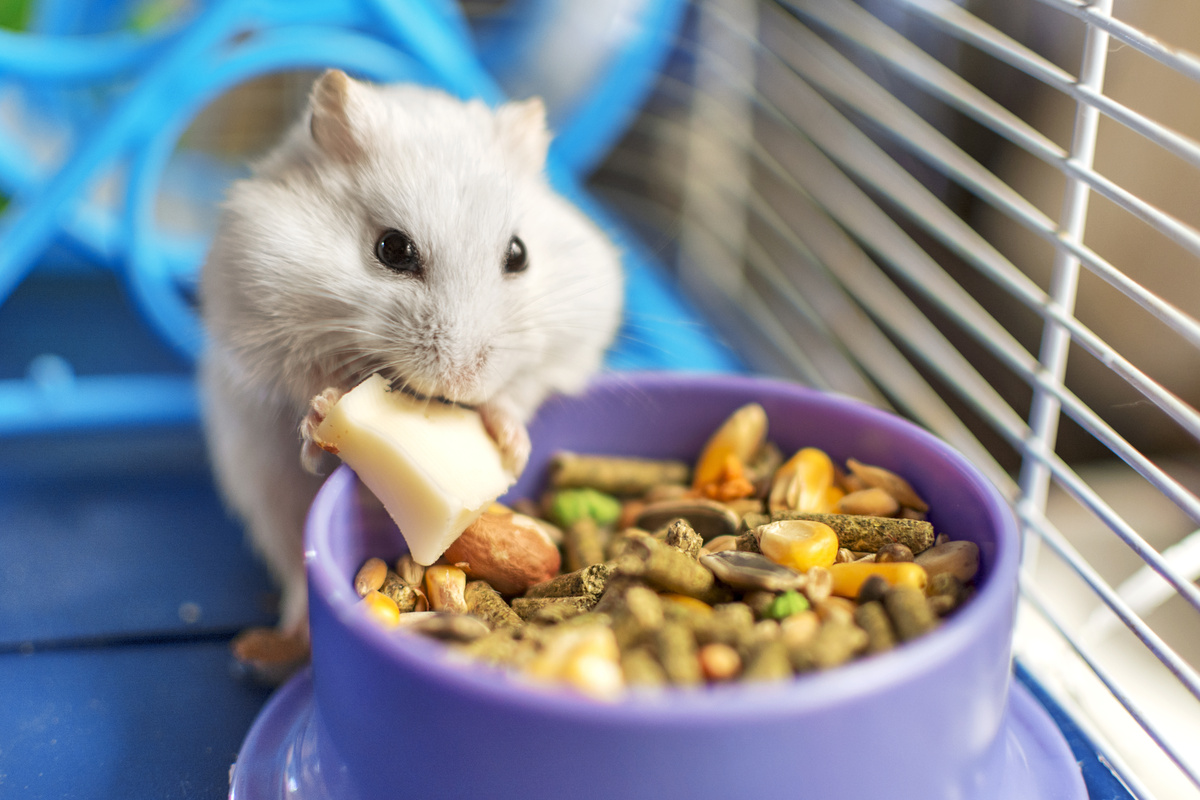 Hamster branco comendo queijo enquanto se apoia em vasilha roxa cheia de nozes e frutas. 