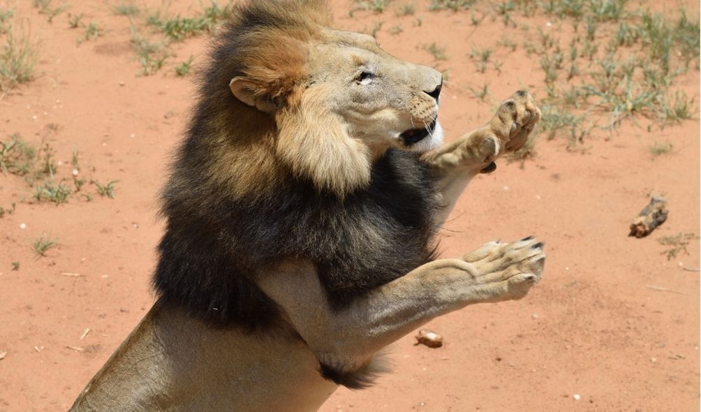 Imagem de leão atacando