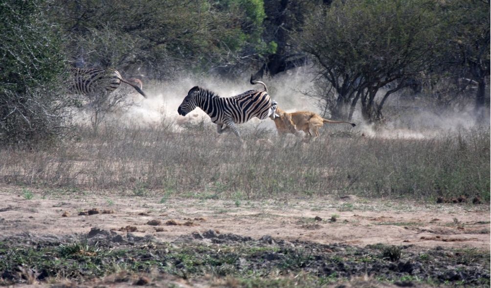Leão atacando zebra