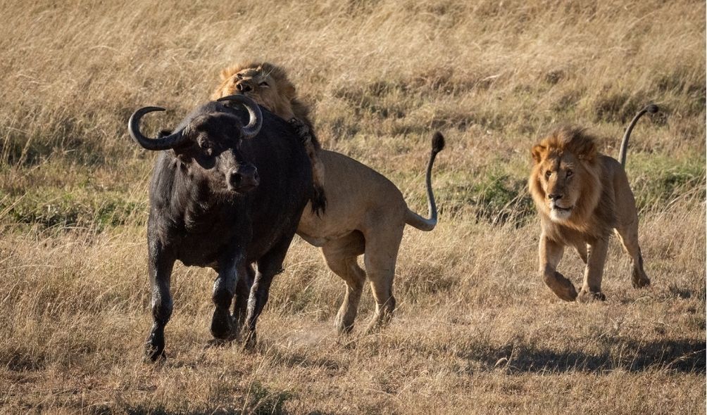 Leão indo atacar búfalo