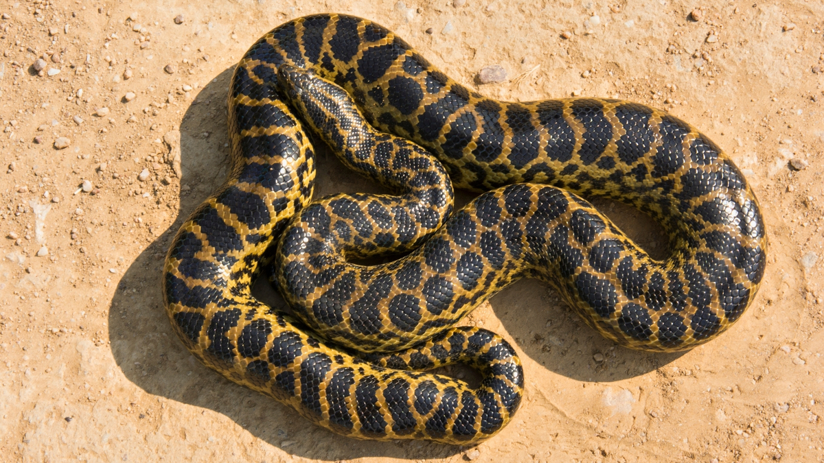 Cobra sucuri amarela enrolada.