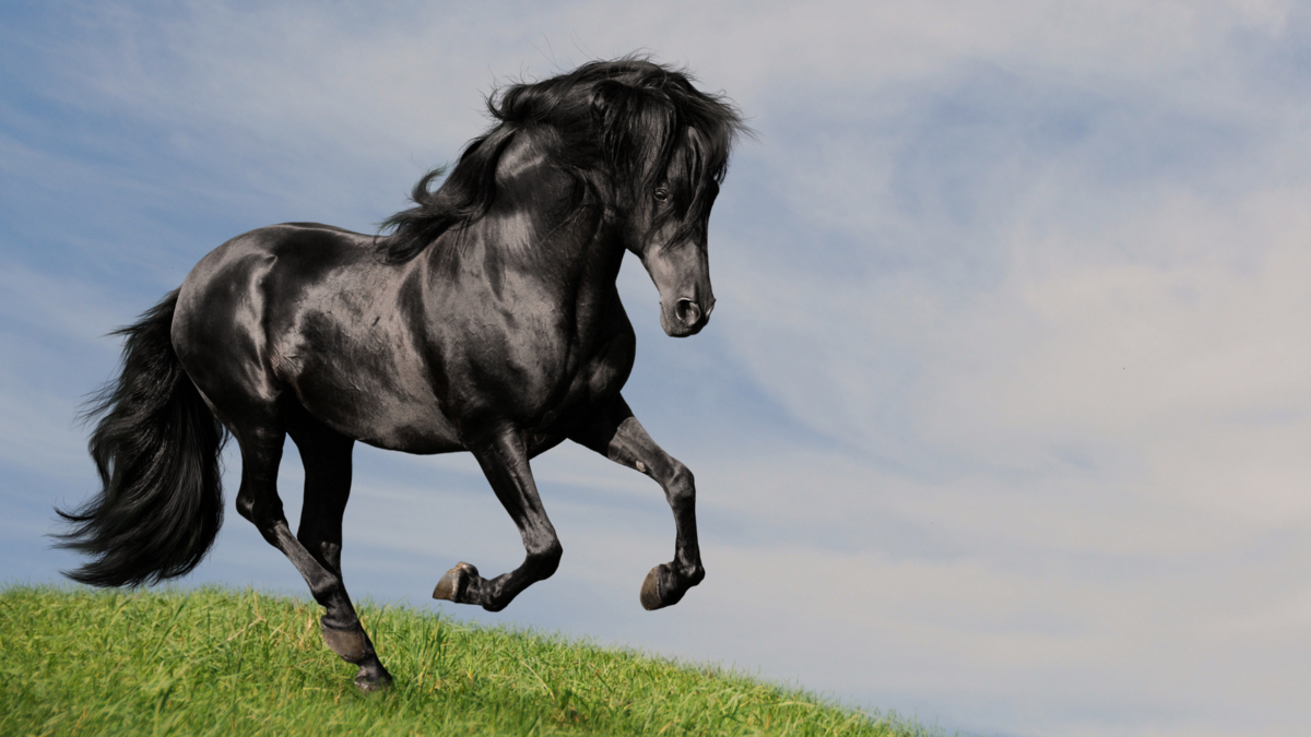 Um cavalo preto. 