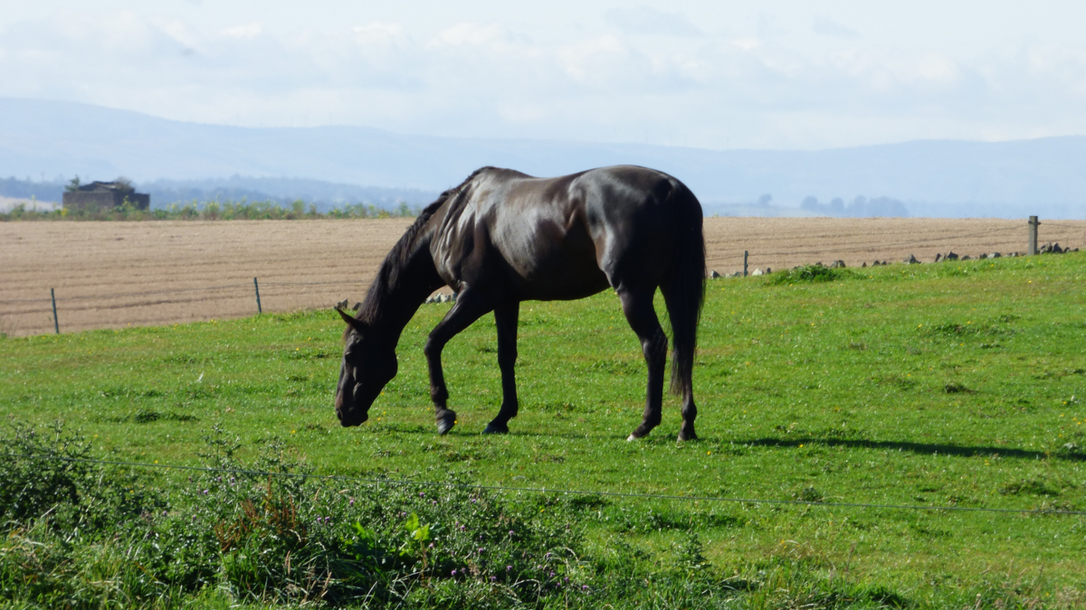 Um cavalo preto. 