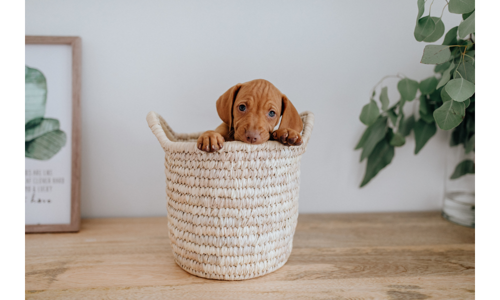 Cachorro filhote marrom em uma cesta.