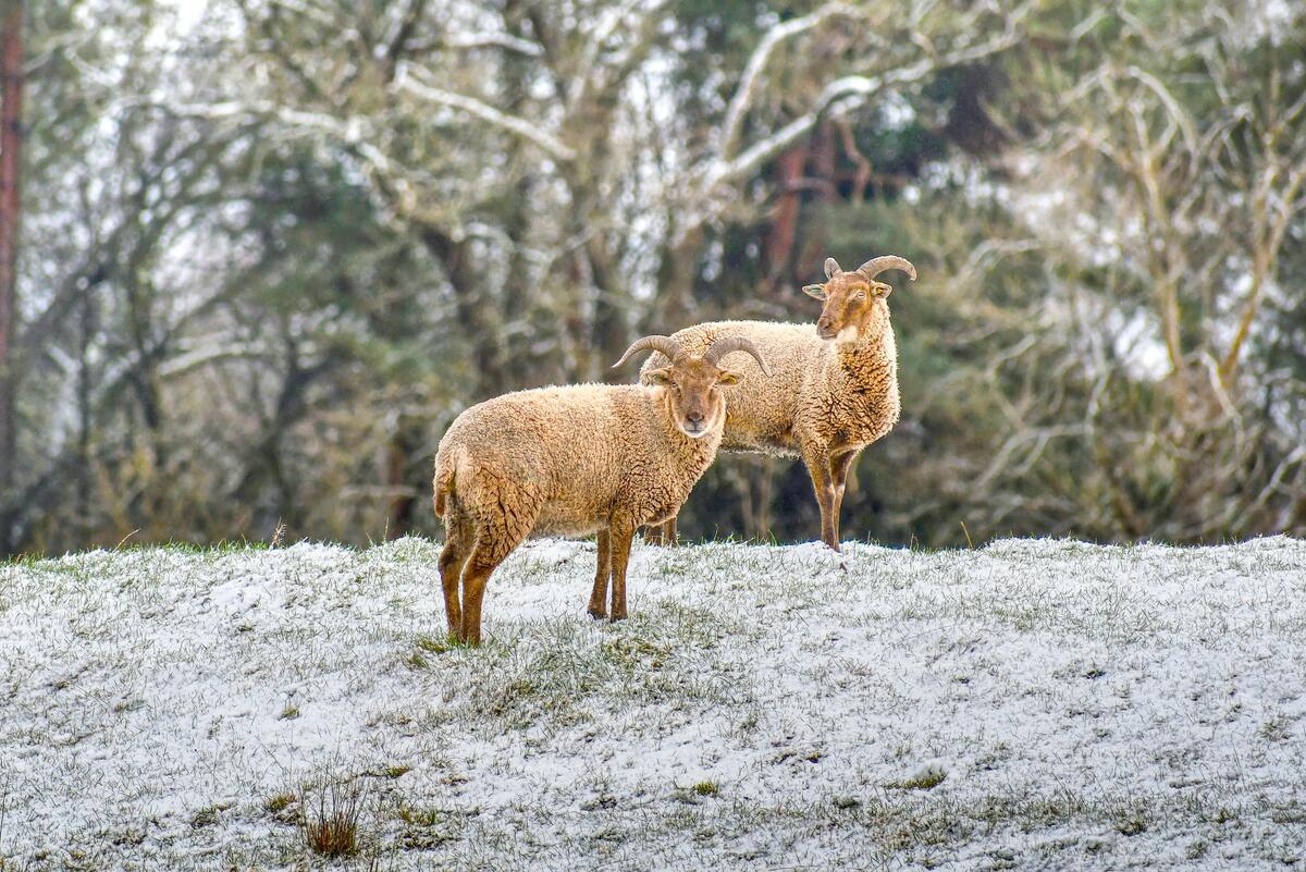 Dois carneiros na neve.