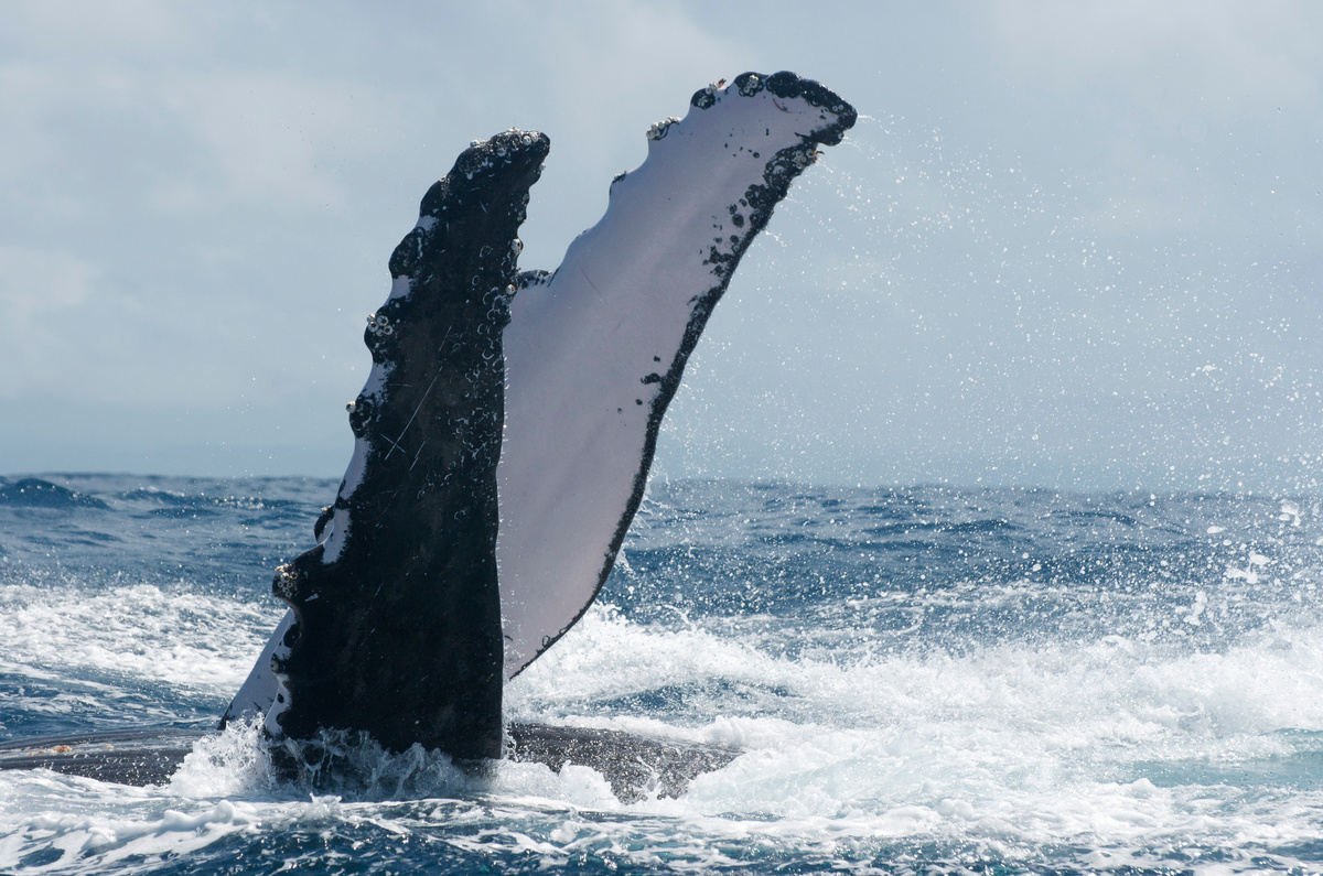 Cauda de baleia em mar agitado