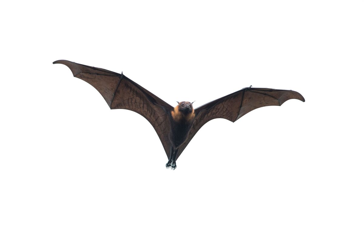Morcego voando.