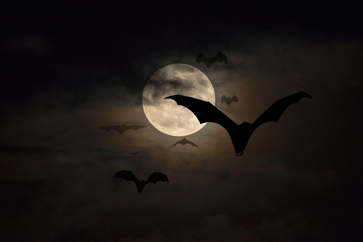 Morcego voando na noite.