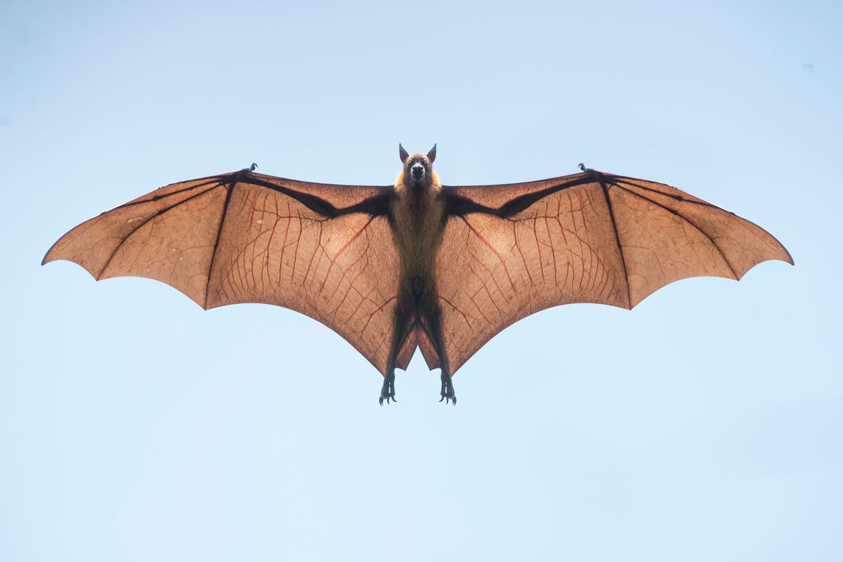 morcego voando.