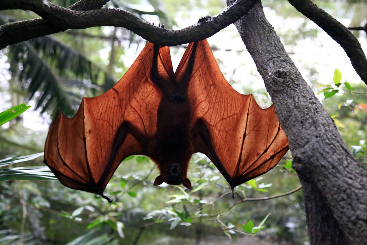 Morcego em árvore.