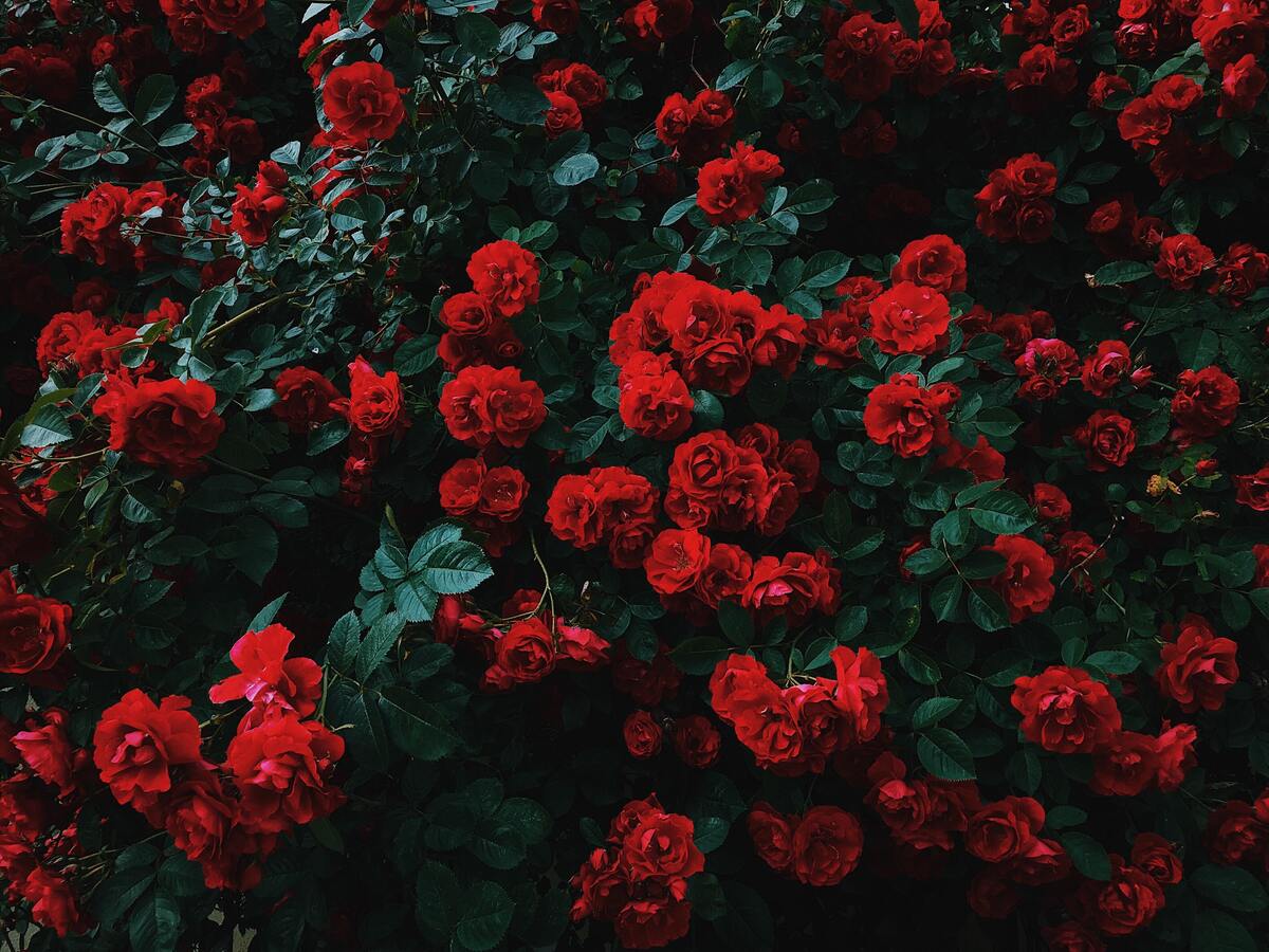 Várias rosas vermelhas.