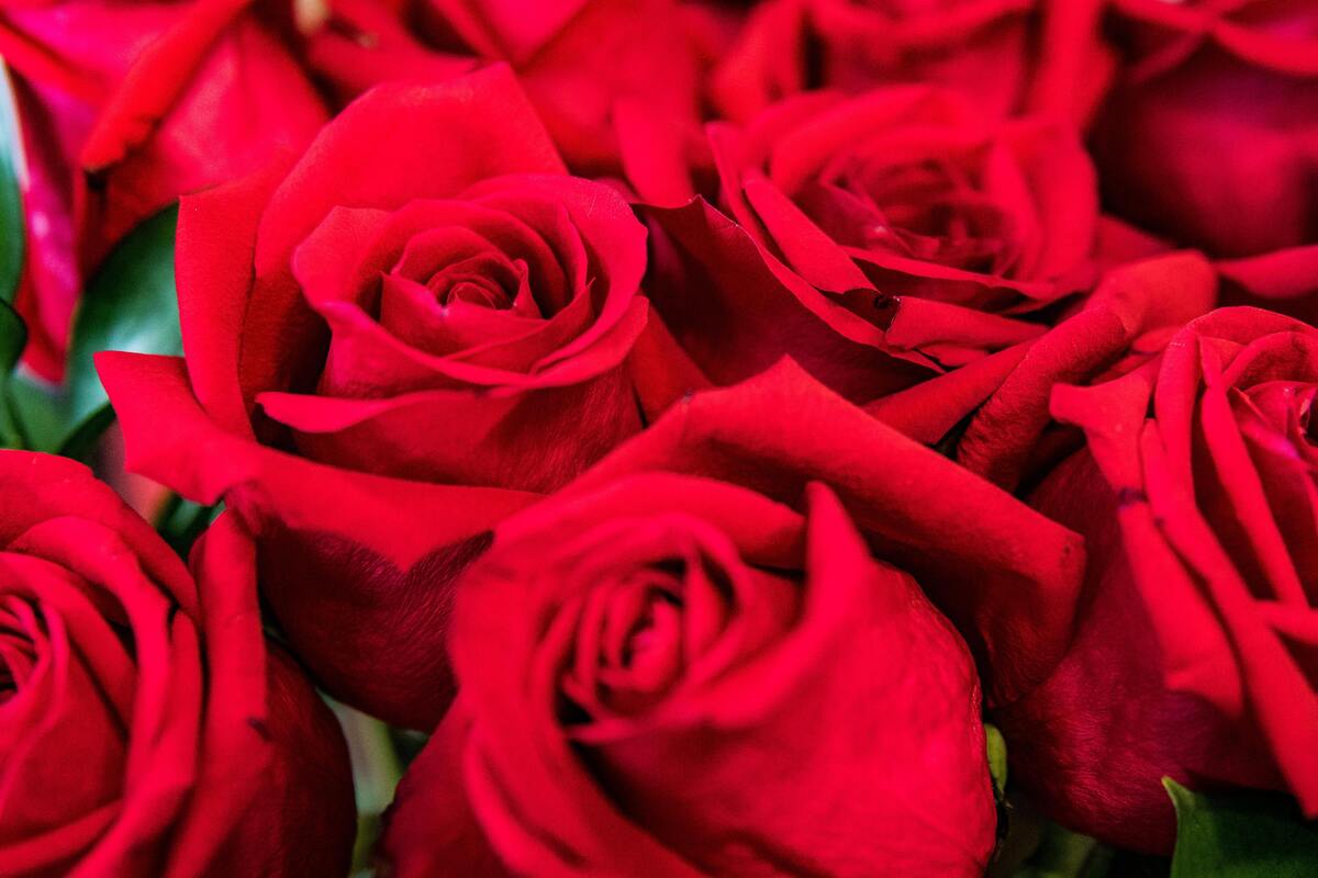 Várias rosas vermelhas.