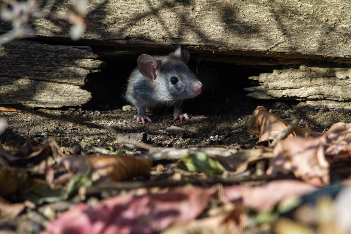 Rato saindo de um toco de madeira.