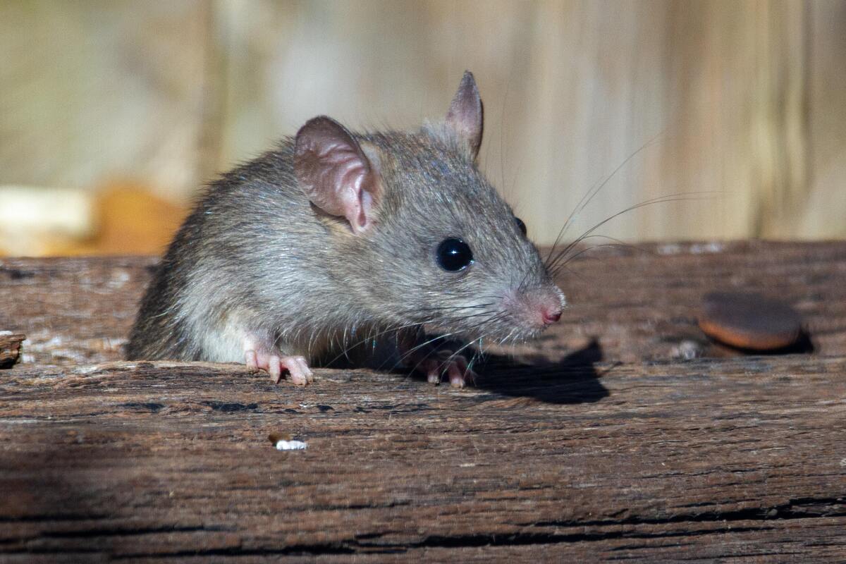 Rato saindo de um toco de madeira.